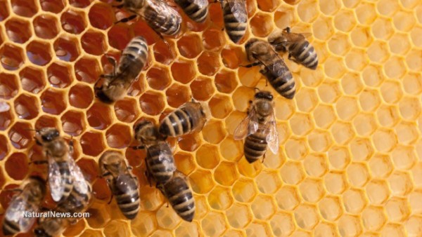 Study links aluminum from geoengineering to accelerating decline in bee populations